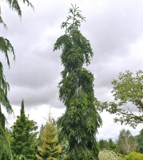Ялиця біла Пендула (Abies alba 'Pendula')