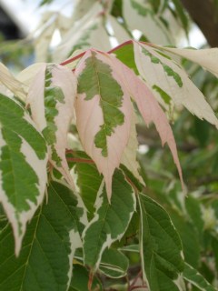 Acer-negundo-Flamingo-02