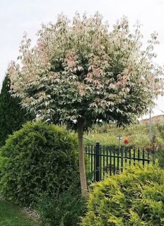 Клен на штамбі ясенелистний Фламінго (Flamingo) [4-річний, штамб 150см, контейнер 20л]