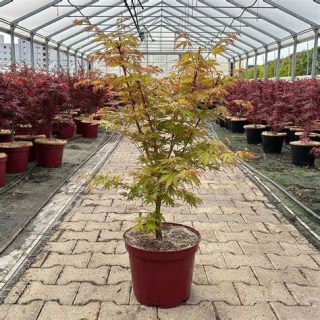 Клен пальмолистый японский Сангокаку (Acer palmatum Sangokaku) [40-50см, контейнер]