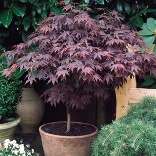 Клен японський Атропурпуреум (Acer palmatum Atropurpureum)