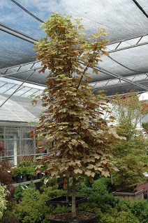 Acer_pseudoplatanus_Eskimo_Sunset_01