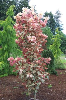 Acer_pseudoplatanus_Eskimo_Sunset_02