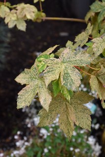 Acer_pseudoplatanus_Eskimo_Sunset_03