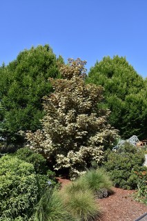 Acer_pseudoplatanus_Eskimo_Sunset_04