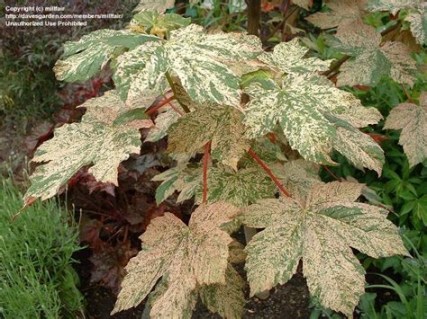 Acer_pseudoplatanus_Eskimo_Sunset_05