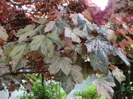 Клен Ескімо Сансет (pseudoplatanus Eskimo Sunset)