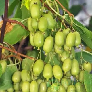 Актинідія гостролиста Ісаї (Actinidia Issai)