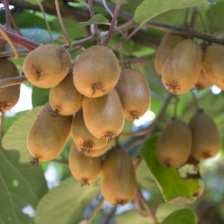 Actinidia-deliciosa-Hayward_01