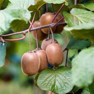 Ківі Хейворд (Actinidia deliciosa Hayward)