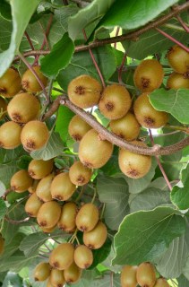 Actinidia-deliciosa-Hayward_0