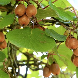 Actinidia_deliciosa_Jenny_03