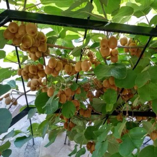 Actinidia_deliciosa_Solo_01