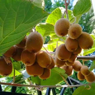 Actinidia_deliciosa_Solo_02