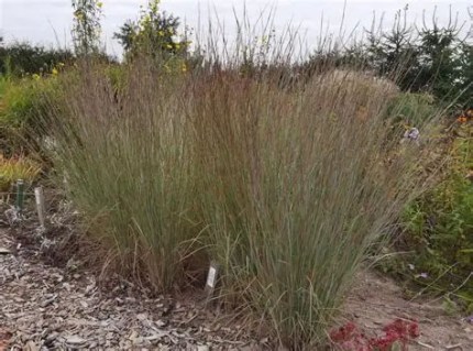 Andropogon_scoparium_Prairie_Blues_01