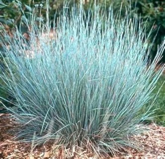 Andropogon_scoparium_Prairie_Blues_02