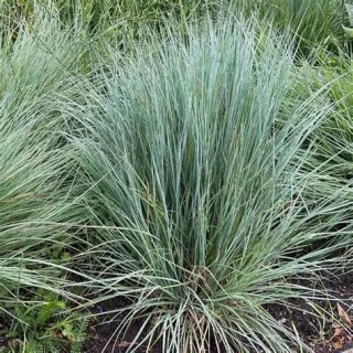Andropogon_scoparium_Prairie_Blues_03