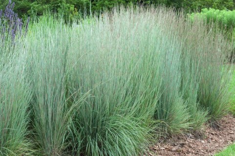 Andropogon_scoparium_Prairie_Blues_05