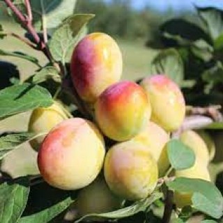 Aprimira