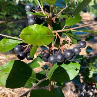 Aronia_melanocarpa_Viking_05