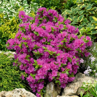 Azalea-Geisha-Purple-2