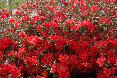 Azalea-Stewartstonian-02