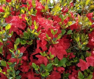 Azalea-Stewartstonian-03