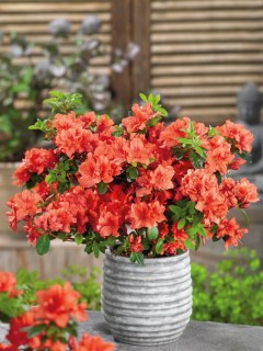 Azalea_Geisha_Orange_0013497_2__13810