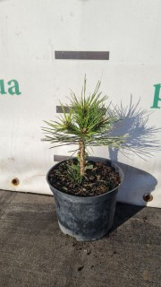 BREPO-Pierrick-Brégeon