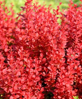 Barbaris-Orandzh-Roket-01