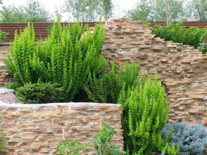 Berberis-thunbergii-Erecta-2