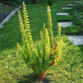 Berberis-thunbergii-Erecta