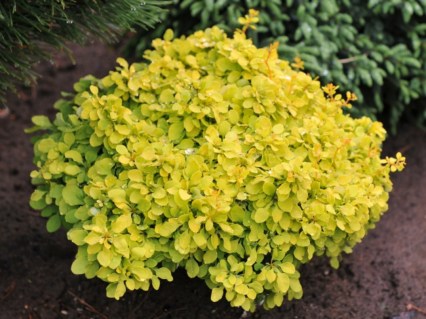 Berberis-thunbergii-Tiny-Gold-04