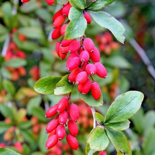 Барбарис съедобный (Berberis vulgaris или обычный) [1-летний с открытой корневой системой]