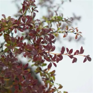 Berberis_Тhunbergii_Red_Dream_02