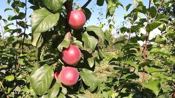 Biricoccolo Gigante di Budrio