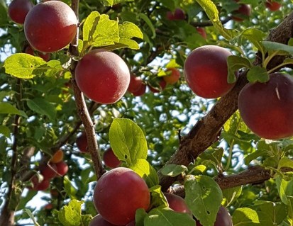 Biricoccolo-Gigante-di-Budrio-02