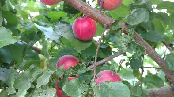 Biricoccolo-Gigante-di-Budrio-03