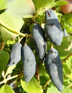 Blue-banana-bonne-dimension