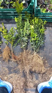 Buxus-sempervirens-02