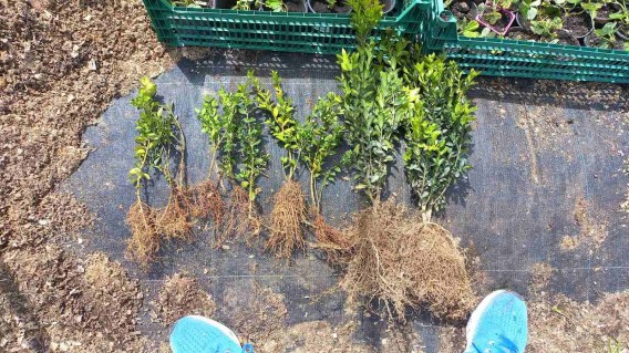 Buxus-sempervirens-03