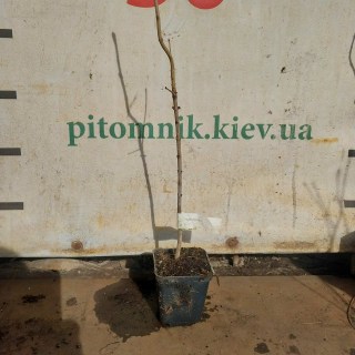 Реальні фото саджанця бузку 2-х річний, черенкований, контейнер, 50см