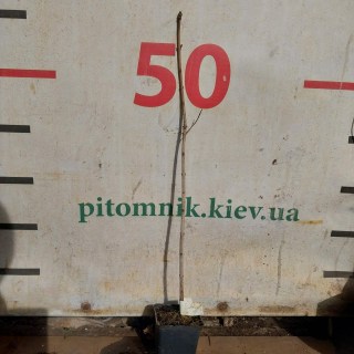 Реальні саджанці бузьку 2-х річний, черенкований, контейнер, 50см