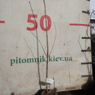 Реальні саджанці бузьку 2-х річний, черенкований, контейнер, 50см