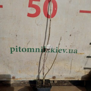 Реальне фото саджанця бузку 2-х річний, черенкований, контейнер, 50см