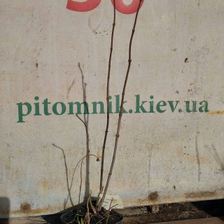 Реальне фото саджанця бузку 2-х річний, черенкований, контейнер, 50см