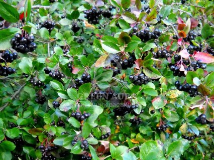 CHERNOPLODNAYA-RYABINA-ARONIYA-CHYORNYE-GLAZA_4