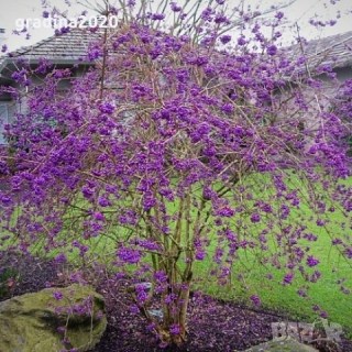 Каликарпа Профьюжн (красивоплодник, Callicarpa bodinieri Profusion) [6-летний в контейнере]