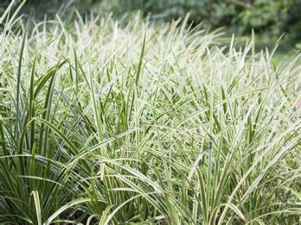 Carex_morrowii_Ice_Dance_04