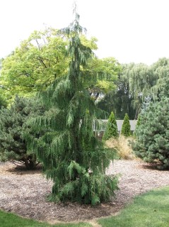 Chamaecyparis_nootkatensis_Pendula_04